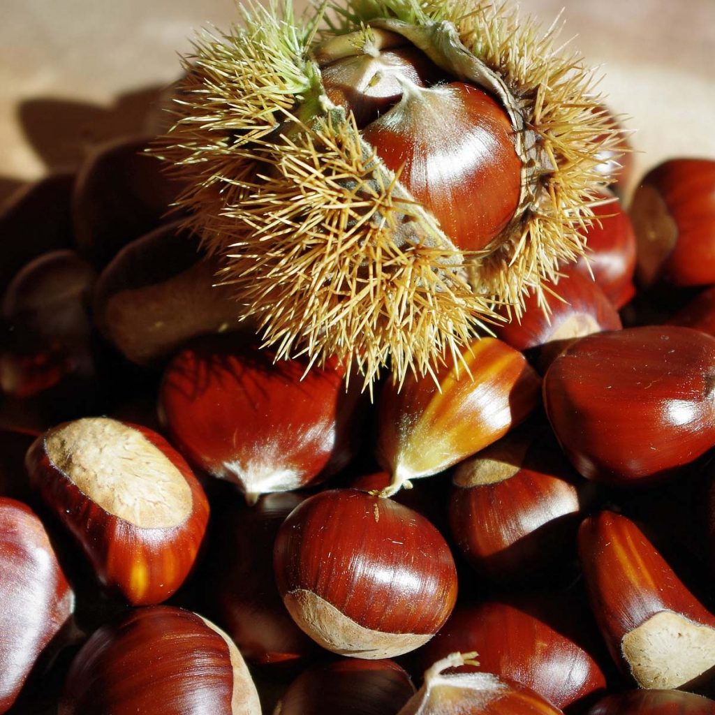 Castañas Ecológicas de Extremadura a granel